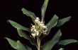 Hedychium coronarium